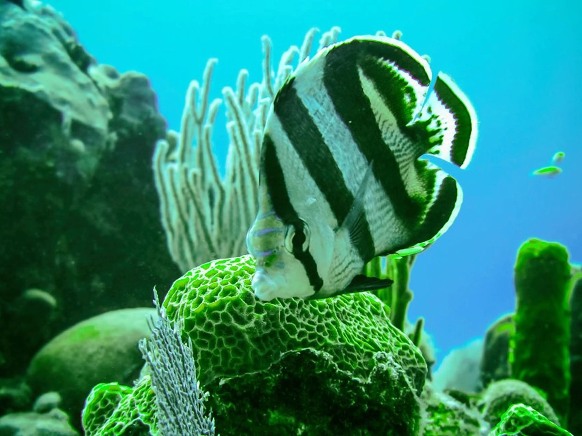 Centro Internacional de Buceo Faro Luna