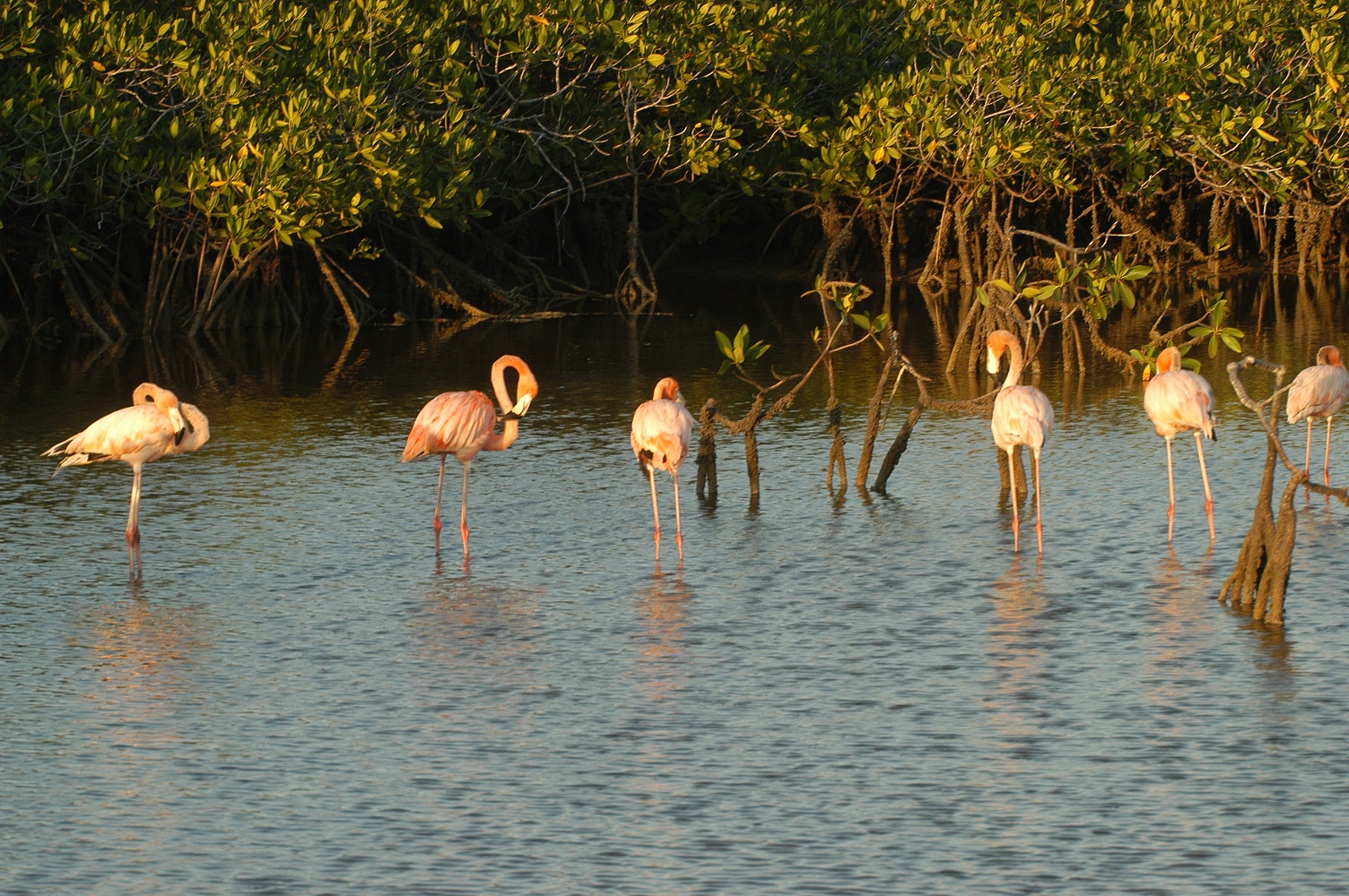 Flamencos rosados en Jardines del Rey, Cuba