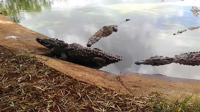 Morón: Donde los cocodrilos cuentan su historia y los turistas se enamoran de la naturaleza