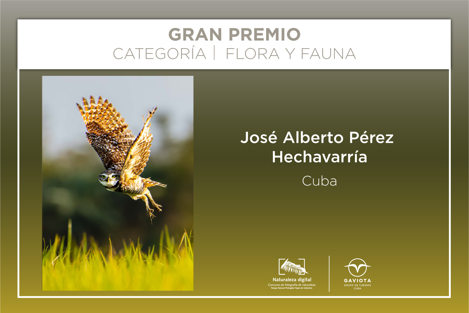 Gran premio  concurso online Naturaleza Digital 2025 Gaviota