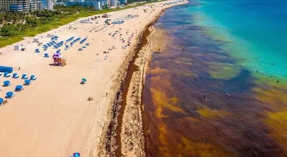 Sargazo devasta playas del Caribe sin tregua