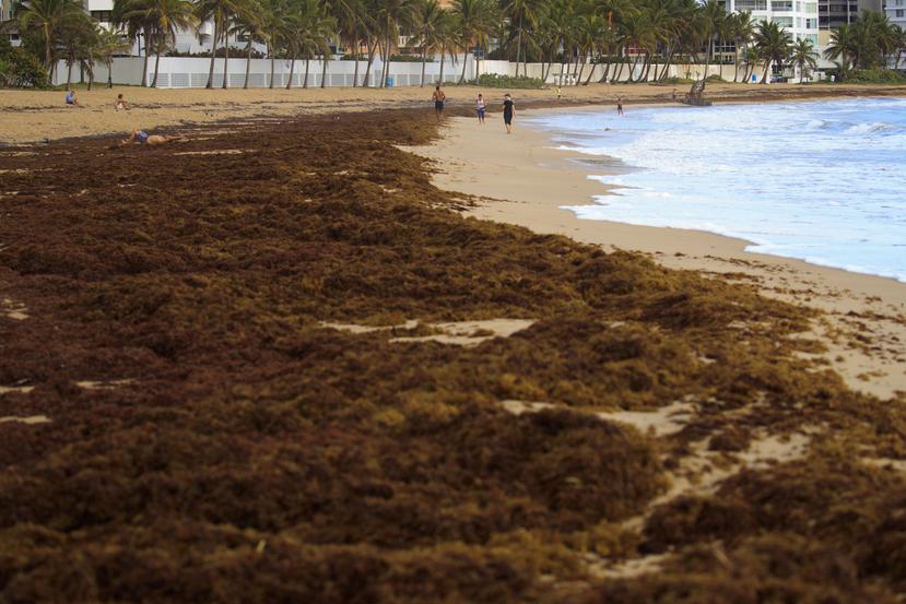 Sargazo el Caribe: ¿por qué preocupa?