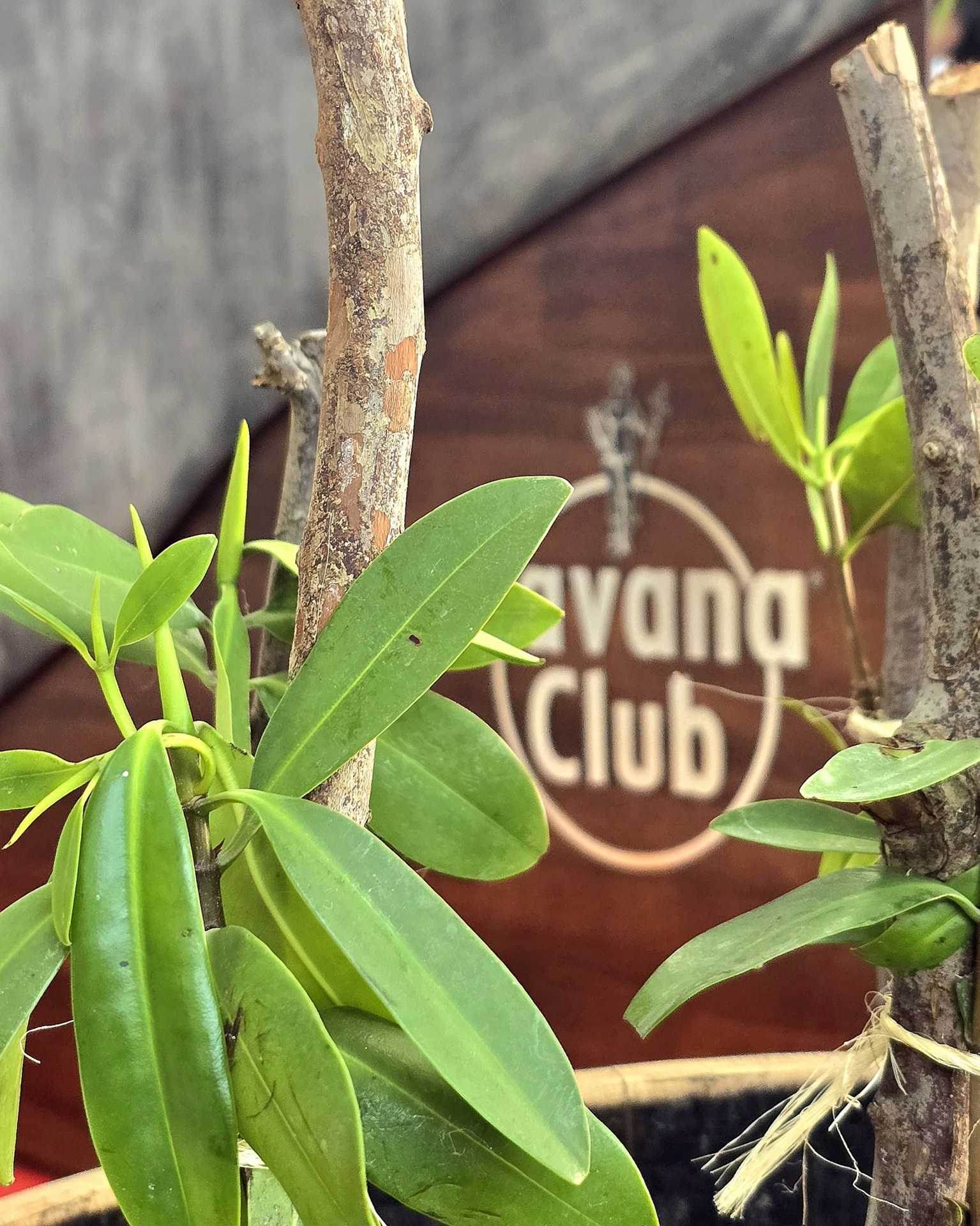 Havana Club reafirma su voluntad por un futuro sostenible