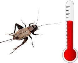 Grillos, cigarras y otros insectos parecidos pueden ser usados indirectamente para medir la temperatura