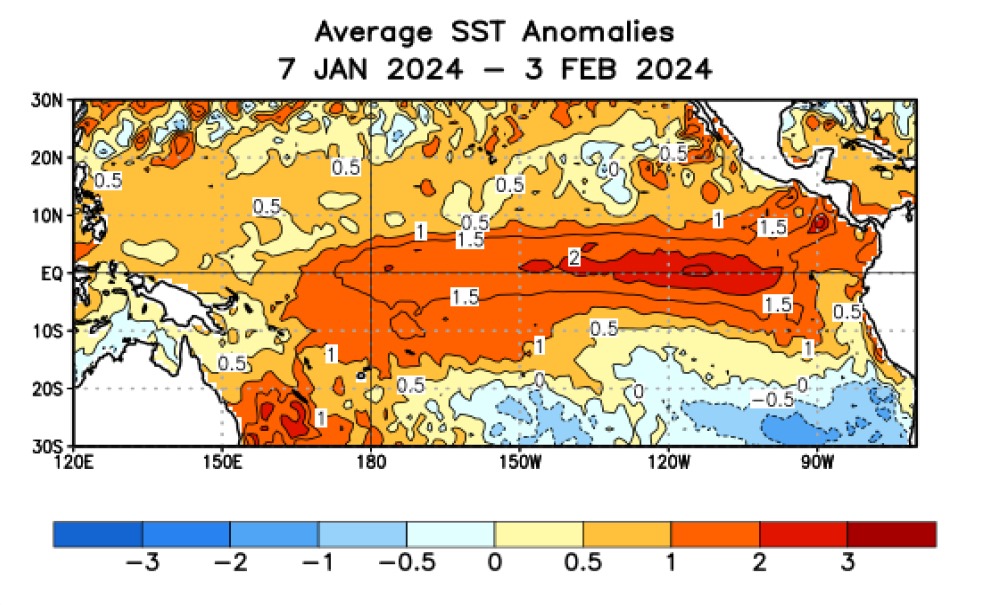 Anomalías de la Temperatura Superficial del Mar en el Pacífico central y oriental para el período 7 de enero a 7 de febrero de 2024. Todavía se denotan las anomalías positivas (en rojo) propias de un evento El Niño.