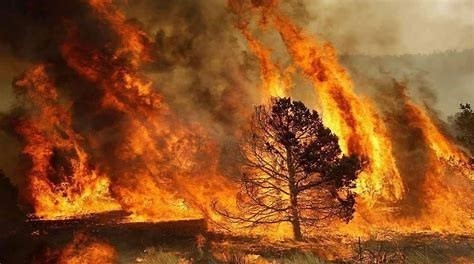 Incendios Forestales por las Olas de Calor