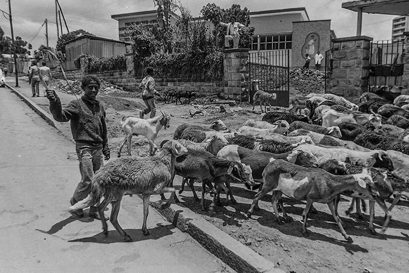 Pastores por las calles de Addis Abeba