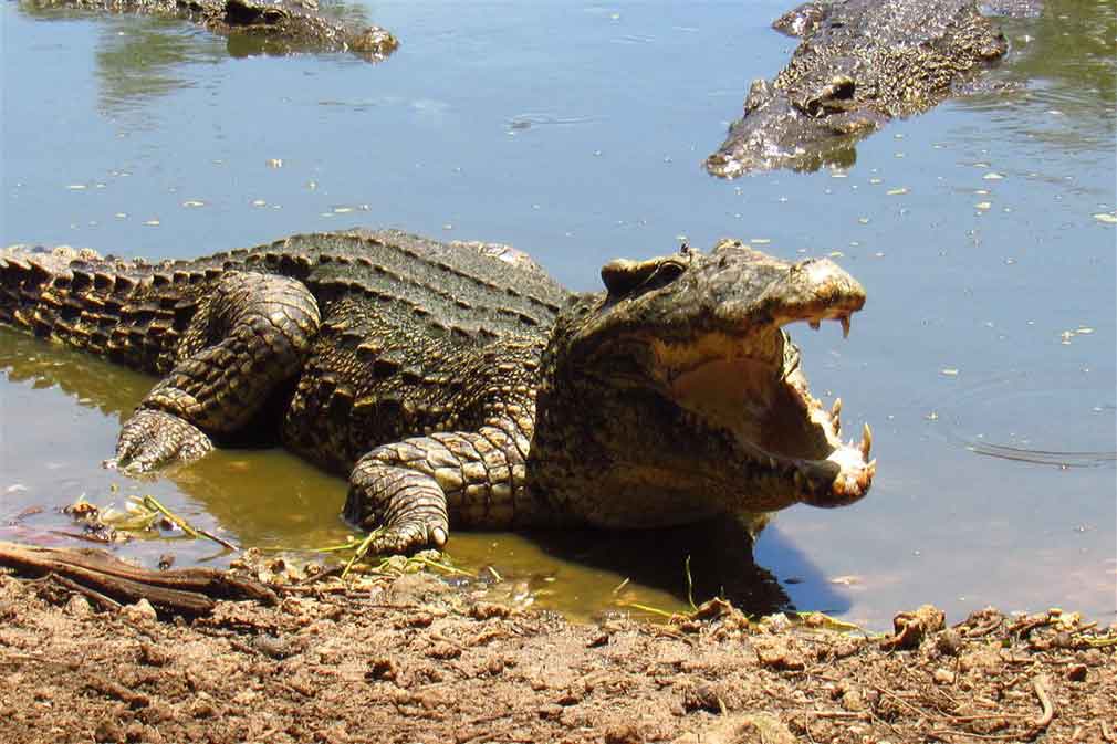 Cuba y el turismo con cocodrilos