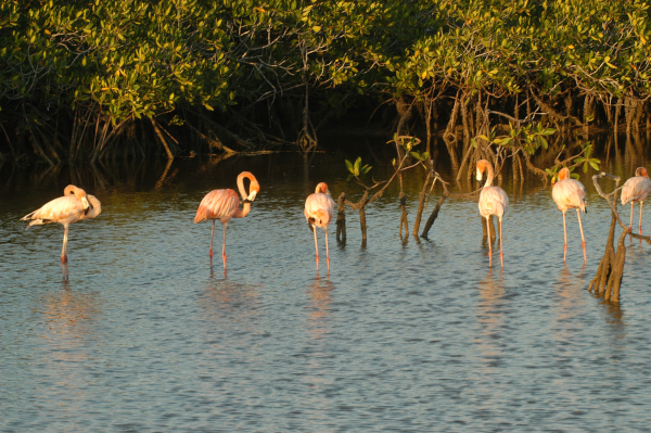 Flamencos rosados