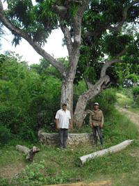 Rodolfo Borges (a la izquierda), el mejor productor de mangos bizcochuelos, junto a un campesino de El Caney, bajo el árbol legendario de más de 100 años El Caney, y una historia sin confirmar