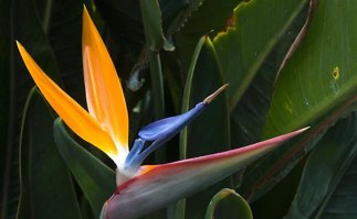 Cuba: Del Ave del Paraíso al aroma del café