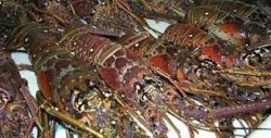 Nuevas regulaciones para la pesca de la langosta en Cuba
