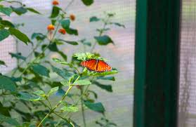 Primer mariposario de Cuba abre este mes (+Programa de Actividades)