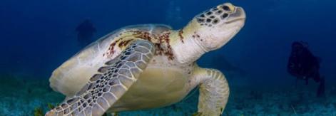 Tortugas marinas y la magia de las playas de Cayo Coco