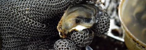 Impulsan recuperación del cultivo de ostiones en Holguín