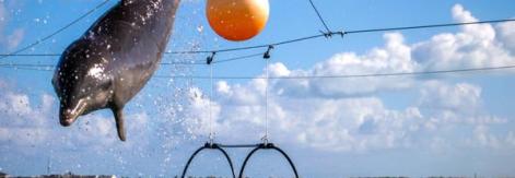 El delfinario de Cayo Santa María amplía la experiencia turística en Villa Clara