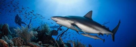 Buceo en Jardines de la Reina 