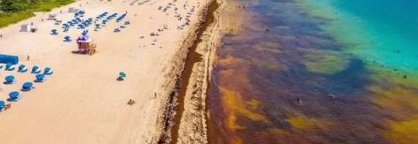 Sargazo devasta playas del Caribe sin tregua