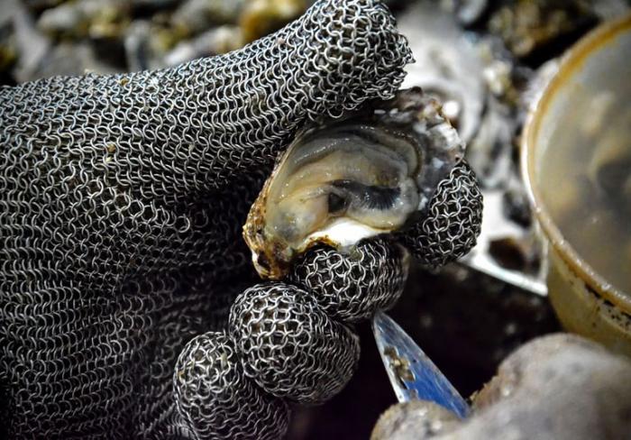 Impulsan recuperación del cultivo de ostiones en Holguín