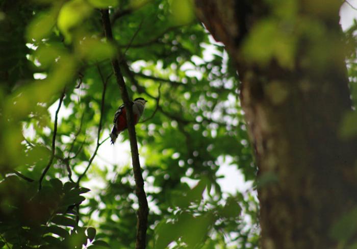 La rica biodiversidad que puedes encontrar en las Lomas de Banao