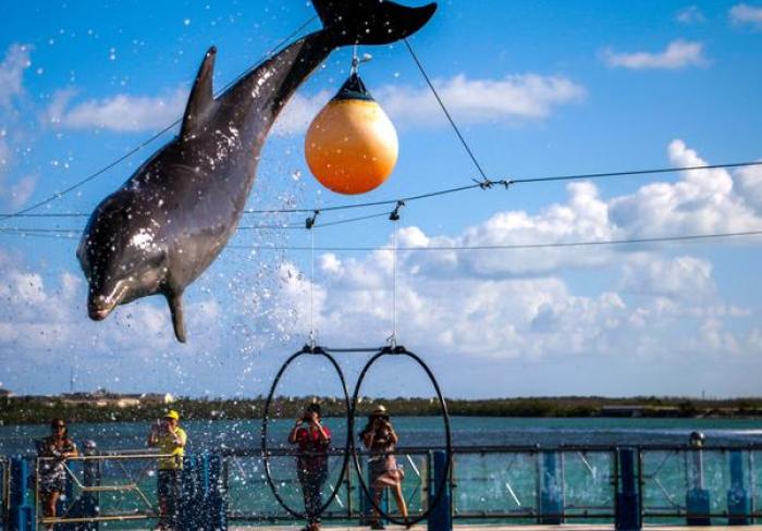 El delfinario de Cayo Santa María amplía la experiencia turística en Villa Clara