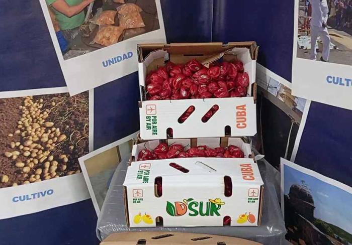 Cienfuegos supera plan exportador en 2025