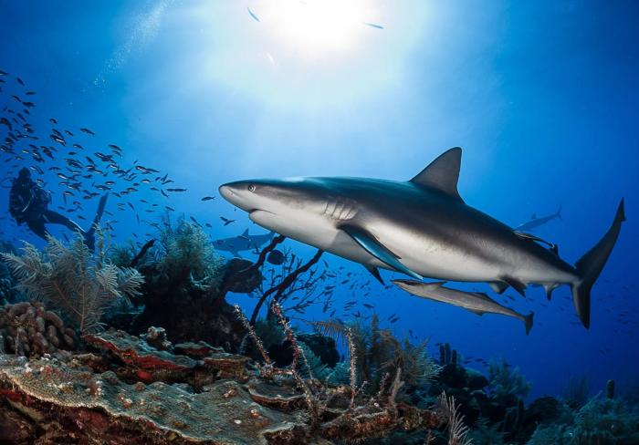Buceo en Jardines de la Reina 