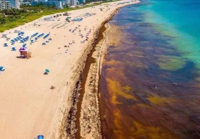 Sargazo devasta playas del Caribe sin tregua