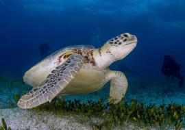 Tortugas marinas y la magia de las playas de Cayo Coco