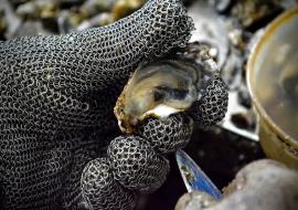 Impulsan recuperación del cultivo de ostiones en Holguín