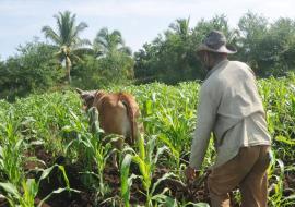 Agricultura cubana