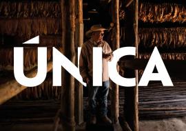 Cuba Única