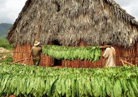 Tabaco y café cubanos, el placer en dos paisajes culturales del patrimonio mundial