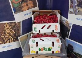 Cienfuegos supera plan exportador en 2025