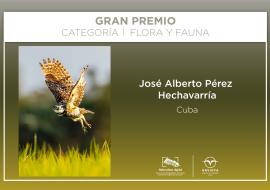 Gran premio  concurso online Naturaleza Digital 2025 Gaviota
