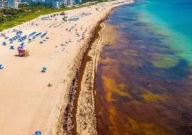 Sargazo devasta playas del Caribe sin tregua