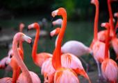 Flamencos rosados