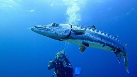 Cuba muestra sus encantos submarinos en el Reino Unido