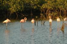 Flamencos rosados en Jardines del Rey, Cuba