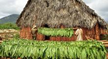 Tabaco y café cubanos, el placer en dos paisajes culturales del patrimonio mundial