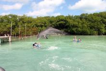 Delfinario de Cayo Guillermo foto TripAdvisor