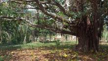 Parque Humedal Grande