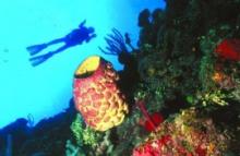 Fotosub 2015 destaca la barrera coralina de Jardines del Rey