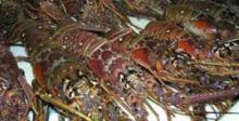 Nuevas regulaciones para la pesca de la langosta en Cuba