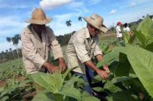Cuba quiere potenciar actividad tabacalera