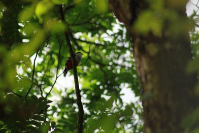 La rica biodiversidad que puedes encontrar en las Lomas de Banao
