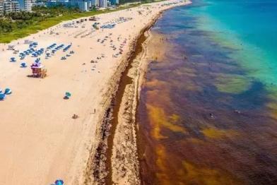 Sargazo devasta playas del Caribe sin tregua